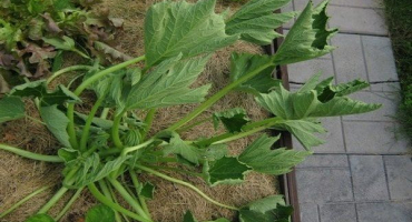 Proč jsou listy cukety deformované??